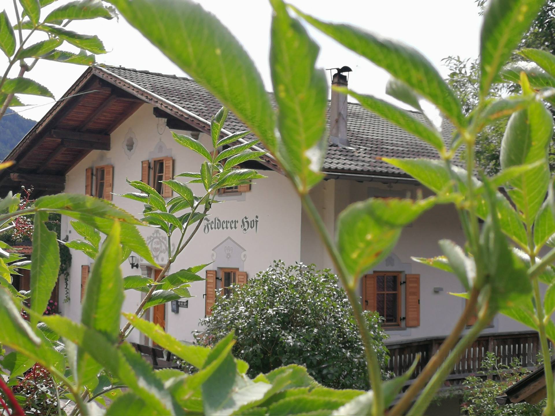 Der Feldererhof durch grüne Blätter gesehen